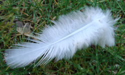 White Feather