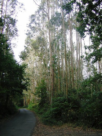 Eucalyptus Forest