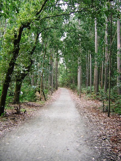 Eucalyptus Forest